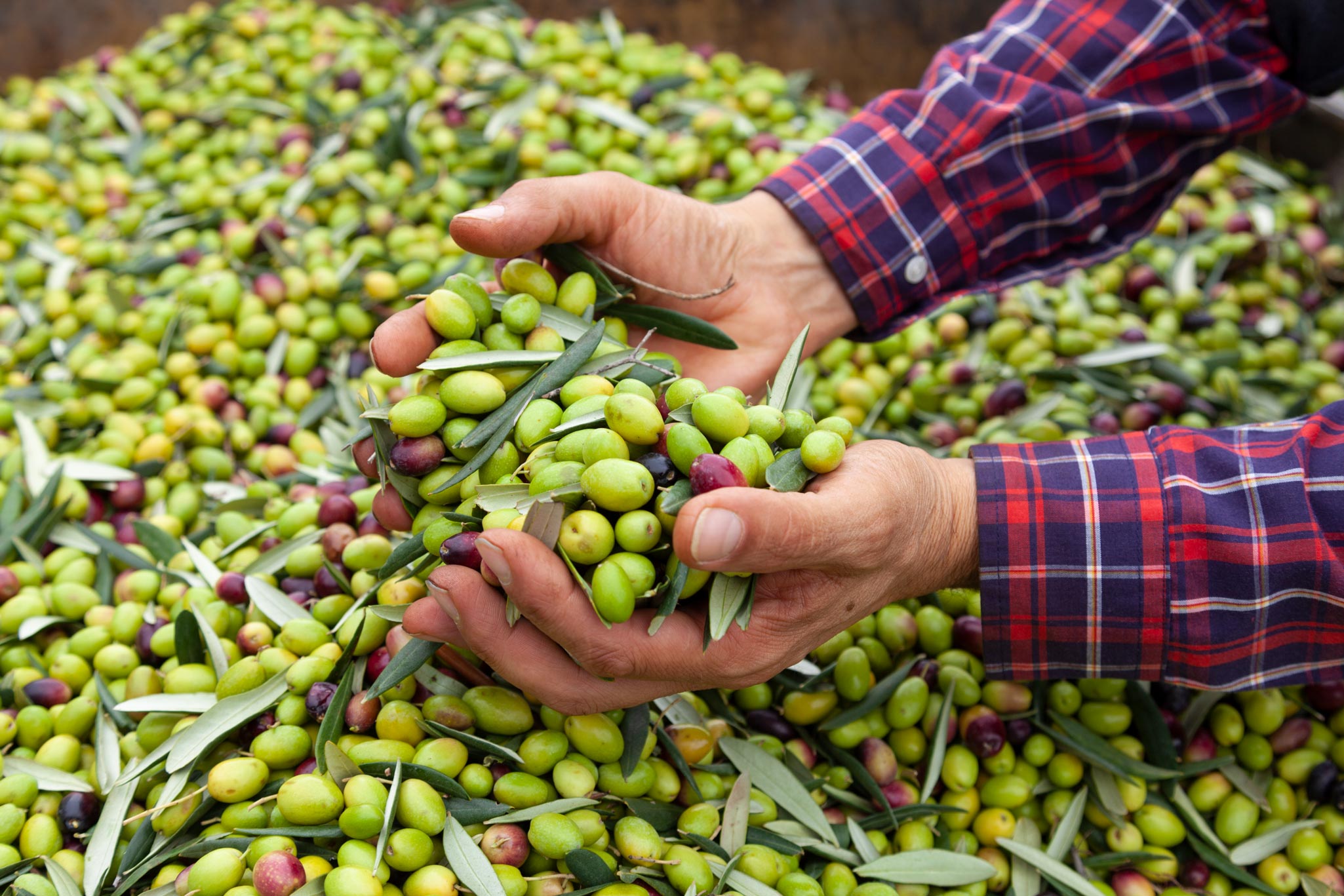 Piqual olijven als bron van de extra vierge olijfolie